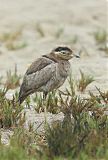 Peruvian Thick-knee